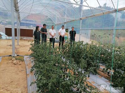 陽光1+1牽手計劃 省農(nóng)科院專家蒞臨古田縣祥輝果蔬種植專業(yè)合作社開展技術(shù)指導與種植技術(shù)開發(fā)