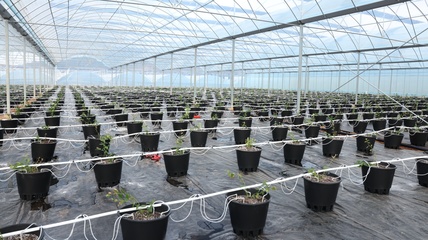 貴州麻江 智慧種植為藍莓產(chǎn)業(yè)插上科技“翅膀”